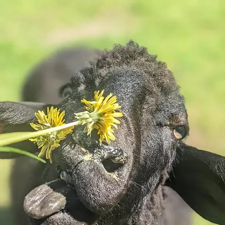 Am Bio-bauernhof Brandner