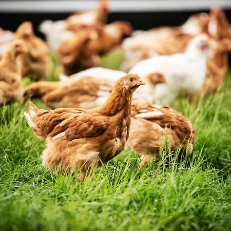 Lejlighed Am Bio-bauernhof Brandner Schoberegg